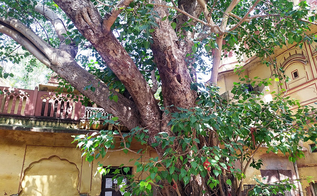 Sacred Peepul Tree